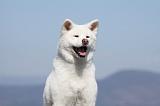 AKITA INU 225